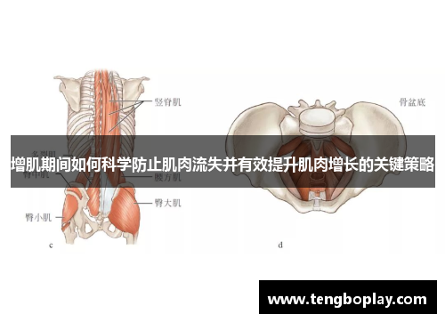 增肌期间如何科学防止肌肉流失并有效提升肌肉增长的关键策略
